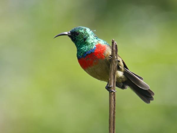<h3><a href="/trips/tanzania/biota/animalia/chordata/aves/040 passeriformes/112 nectariniidae/cinnyris mediocris/cinnyris mediocris-nl.html">Cinnyris&nbsp;mediocris</a> / Eastern&nbsp;double‑collared&nbsp;sunbird / Kilimanjarohoningzuiger</h3>OM-1 Mark II met M.300mm F4.0 + MC-14, 1/2000 sec  bij F5.6, ISO 1250, afstand 14.1&nbsp;m